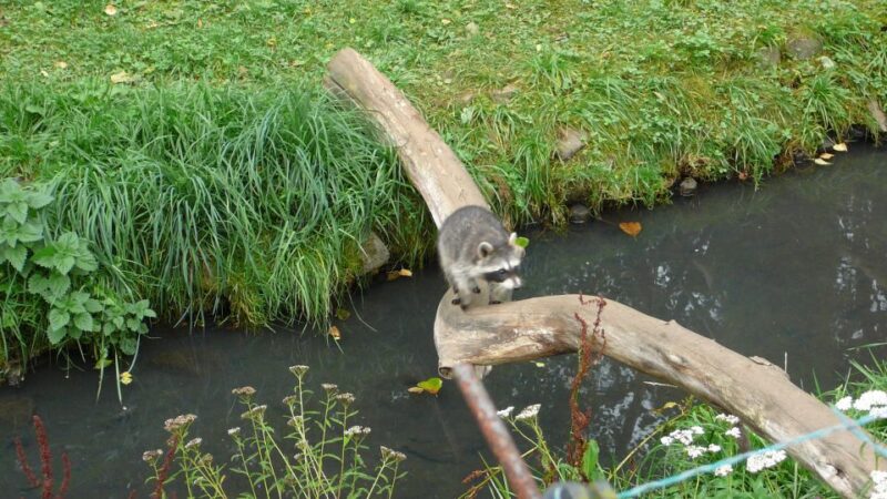 Private Transfer From Gdansk, Sopot, Gdynia to Oliwa Zoo - Personalized Transfers