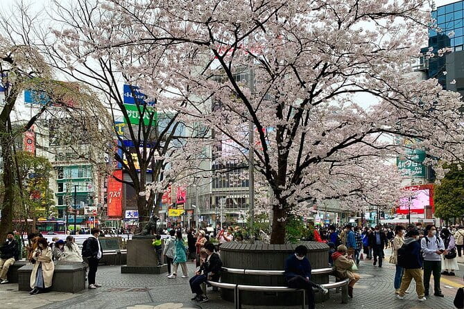 Private Transfer From Haneda Airport to Hachikō City, Japan - Pickup and Drop-off Details