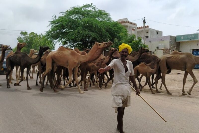 Private Transfer From Jodhpur to Jaisalmer With Osian Temple - Osian Jain Temple Visit