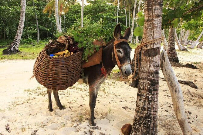 Private Transfer From Las Americas Inter. Airport to Samaná Las Galeras - About Your Stay