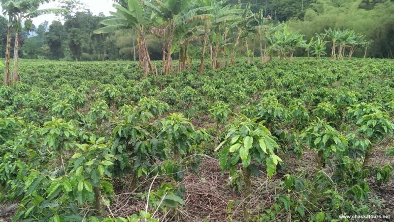 Private Transfer From Neiva to the Coffee Region - Additional Information