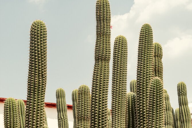 Private Transfer From San Miguel De Allende to Mexico City - Tips for a Smooth Journey