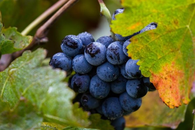 Private Transfer From SFO to Napa - Pricing Breakdown