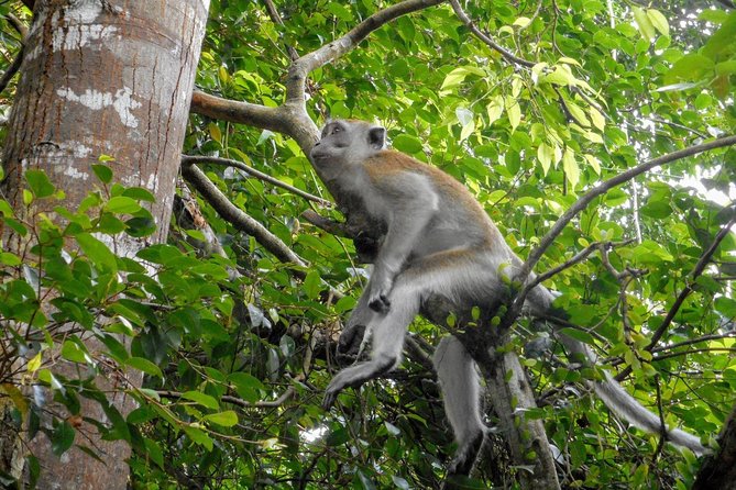 Private Transfer: Kuala Lumpur to Taman Negara National Park (Kuala Tahan Jetty) - Vehicle Policies and Restrictions