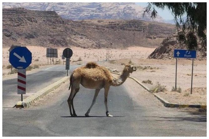 Private Transfer Petra To/From Wadi Rum - Customer Reviews