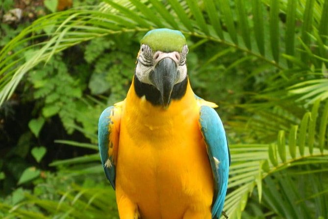 Private Transfer to Konoko Falls Botanical Gardens - Additional Information