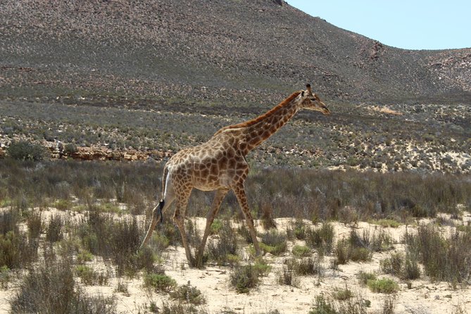 Private Transfer to Safari Big 5 at Aquila From Cape Town Excluding Entry Fees - Overview of the Private Transfer