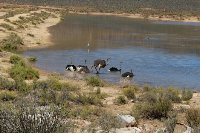 Private Transfer to Safari Big 5 at Aquila From Cape Town Excluding Entry Fees - Accessibility and Participation