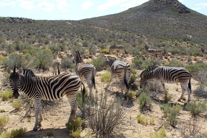 Private Transfer to Safari Big 5 at Aquila From Cape Town Excluding Entry Fees - Traveler Reviews and Ratings