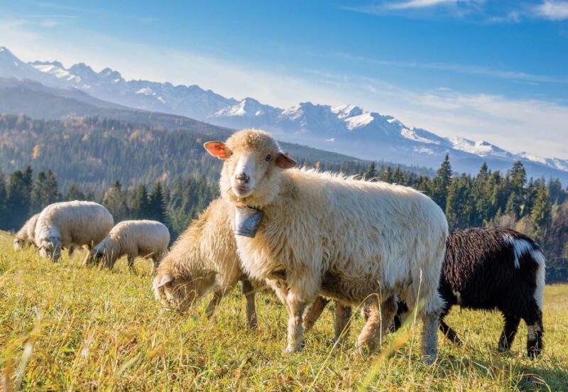 Private Transfer to Zakopane - Experience Highlights
