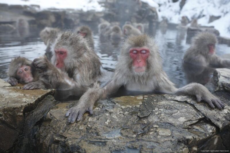 Private Transfers Between Tokyo and Snow Monkey Park - Included Services