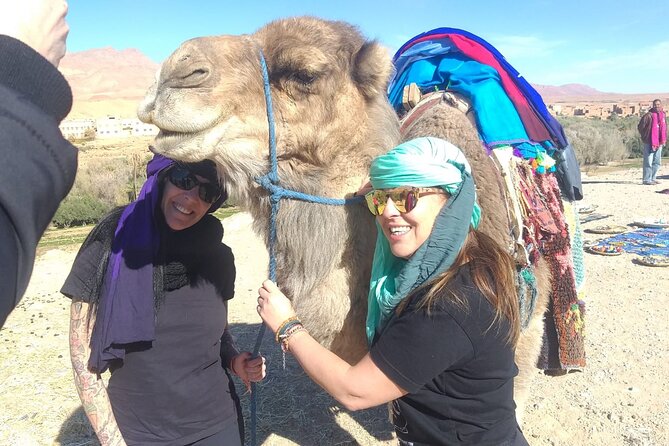 Private Transport From Chefchaouen to Tangier - Availability and Timing