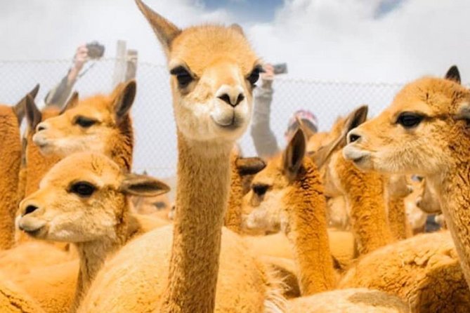 Private Trekking to the Colca Canyon - Gear and Equipment Needed