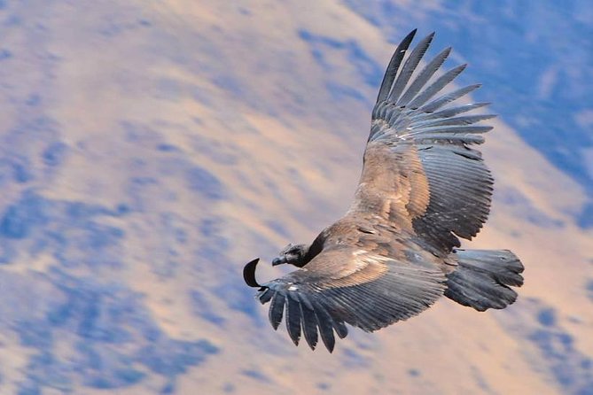 Private Trekking to the Colca Canyon - Health and Safety Considerations