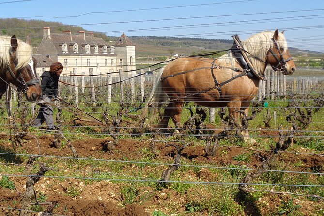 Private Trip and Wine Tasting in Burgundy" - Cancellation and Reviews