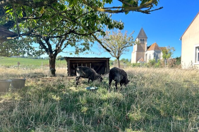 Private Trip Burgundy From Paris 20 Chablis Wines Tasting - Departure and Pickup Details