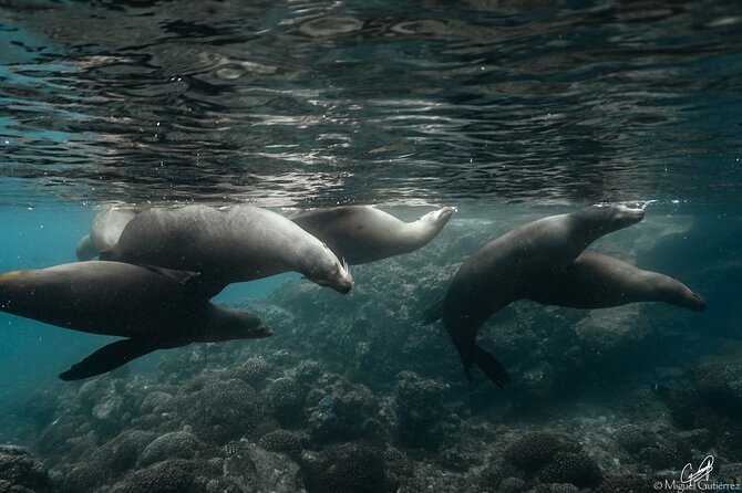 Private Trip Espiritu Santo Island - Snorkeling With Sea Lions