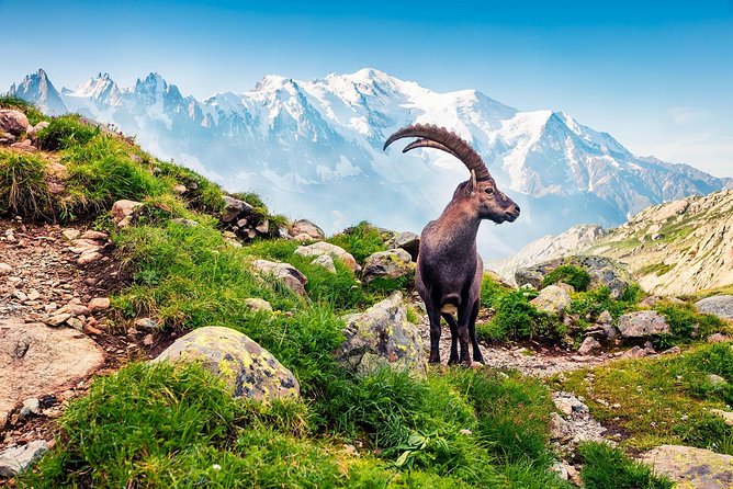 Private Trip From Geneva to Swiss Riviera Montreux & Chamonix - Additional Inclusions