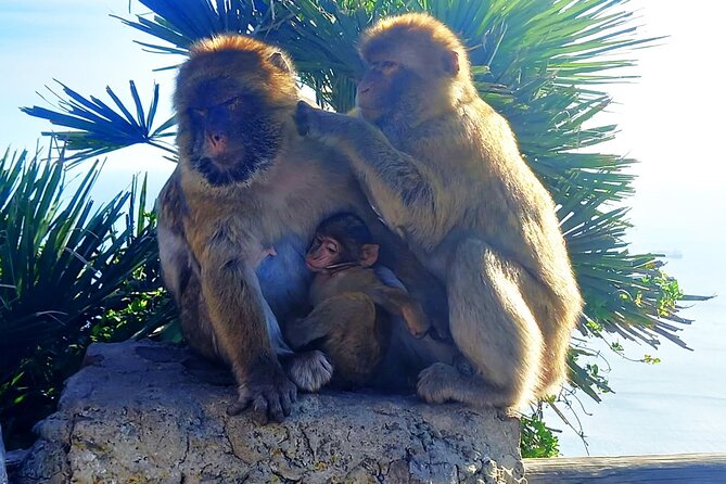Private Trip in Gibraltar and Estepona From Marbella - Pricing