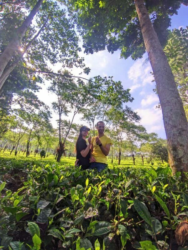 Private Trip Malang/Surabaya : Tour Tea Plantation Wonosari - The Details of the Wonosari Tea Garden Tour