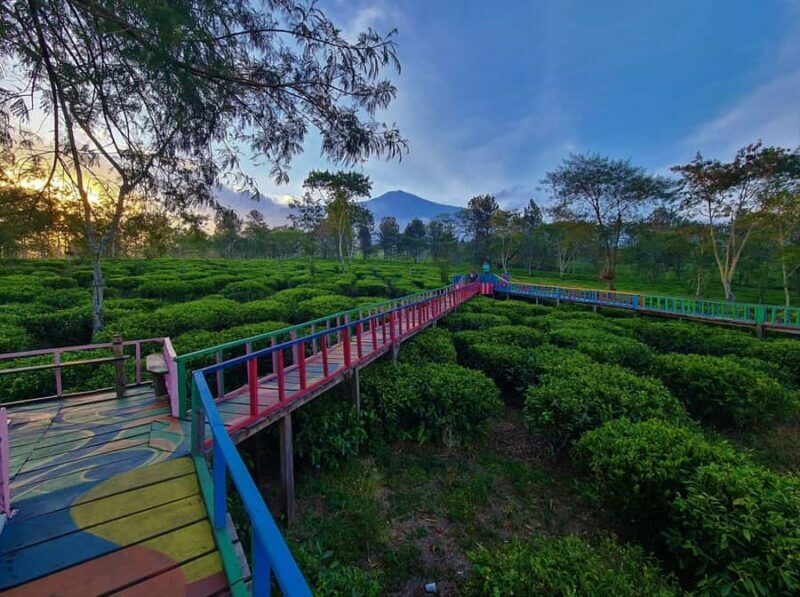 Private Trip Malang/Surabaya : Tour Tea Plantation Wonosari - Final Thoughts