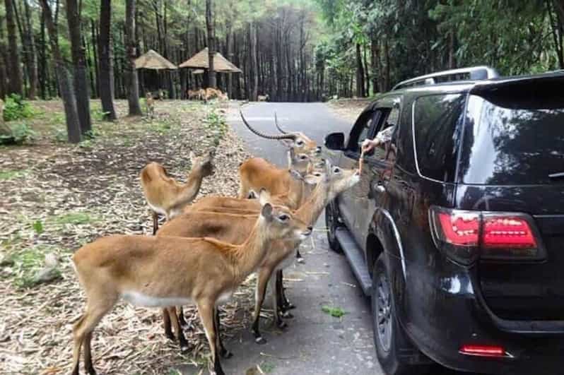 Private Trip Safari Park From Surabaya/Malang (All Inclusive) - Transportation and Accessibility