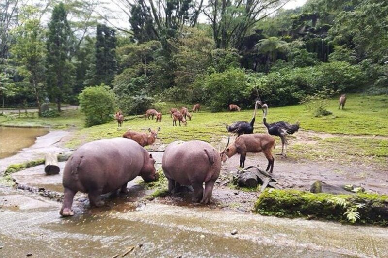 Private Trip Safari Park From Surabaya/Malang (All Inclusive) - Highlights and Benefits