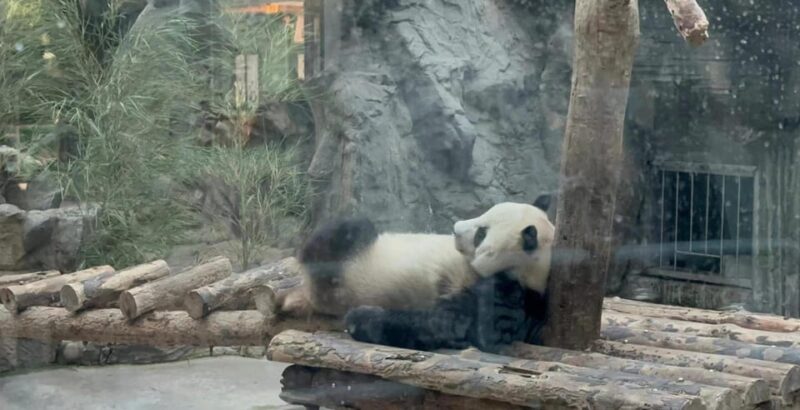 Private Trip to Great Wall+Panda House With English Driver - Key Points