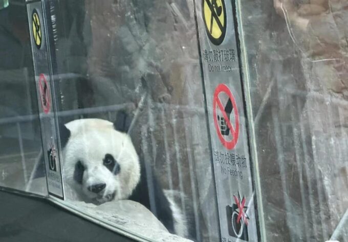 Private Trip to Great Wall+Panda House With English Driver - Frequently Asked Questions