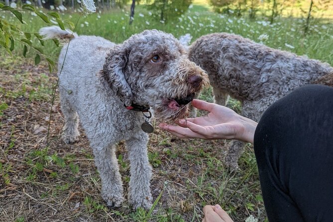 Private Truffle Hunting With Tasting : Become a Truffle Hunter Foa a Day! - Participation Details