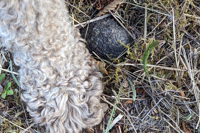 Private Truffle Hunting With Tasting : Become a Truffle Hunter Foa a Day! - Truffle Hunt and Tasting