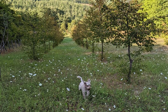 Private Truffle Hunting With Tasting : Become a Truffle Hunter Foa a Day! - Exploring Emilia-Romagna