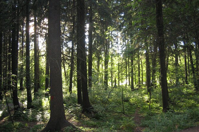Private TukTuk Helsinki City and Forest Experience - Flexible Tour Times
