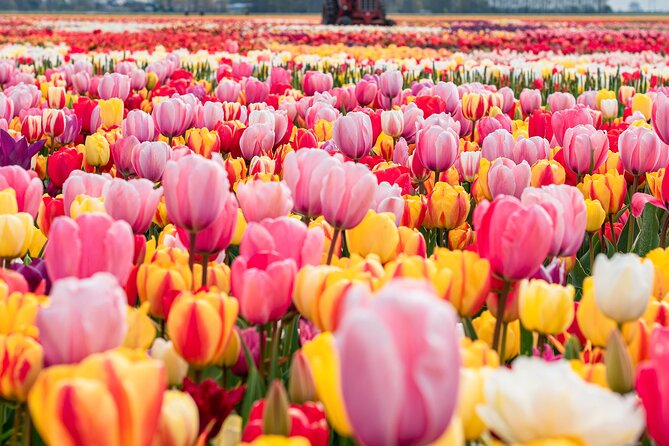 Private Tulip Fields, Windmills and Cheese Tour From Amsterdam - Key Points
