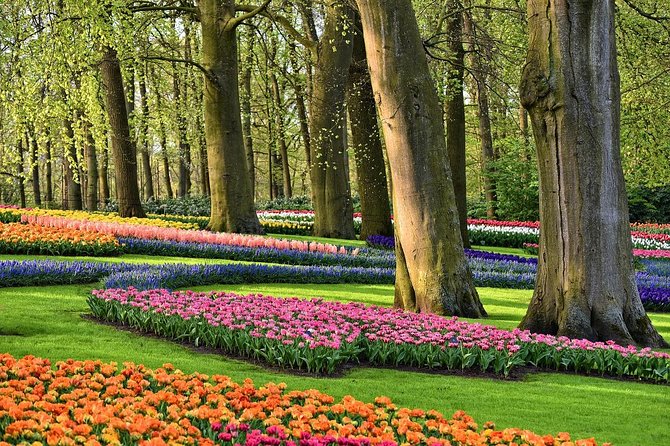 Private Tulip Fields, Windmills and Cheese Tour From Amsterdam - Reviews and Ratings