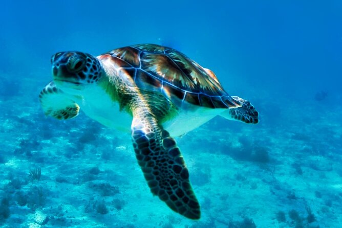 Private Tulum Mayan Ruins & Swimming With Turtles Experience - Pricing and Cancellation Policy