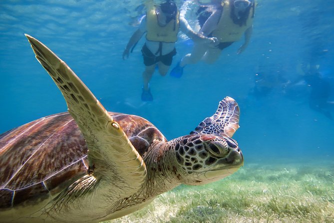 Private Tulum Ruins, Turtles in Akumal and Cenote Adventure - Pickup and Transportation