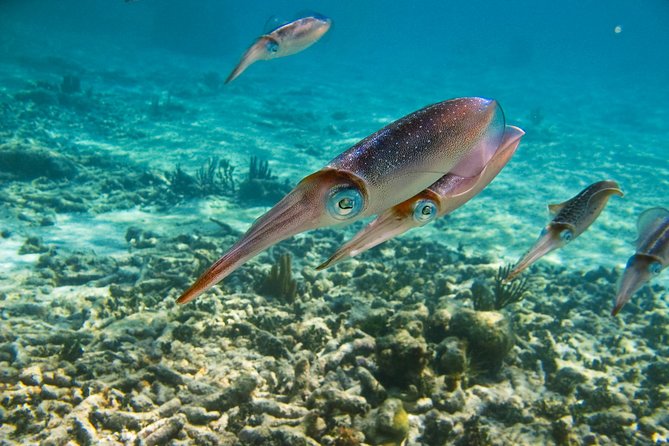 Private Tulum Ruins, Turtles in Akumal and Cenote Adventure - Akumal Beach and Turtles