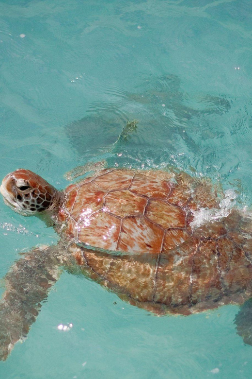 Private Tulum+ Turtles & Cenote & Lunch Transfer Included) - Key Points