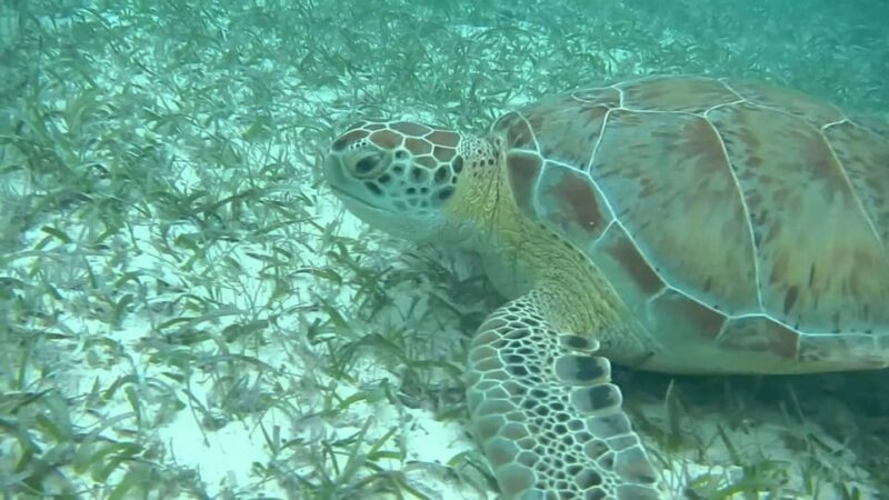 Private Turtle Adventure Express (Included Transportation) - Key Points