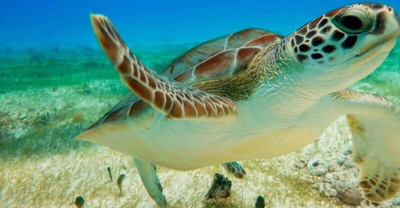 Private Turtle Adventure Express (Included Transportation) - Experience Highlights
