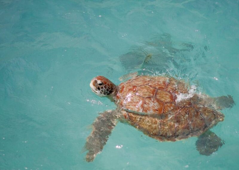 Private Turtle Adventure Express (Included Transportation) - Cancellation Policy