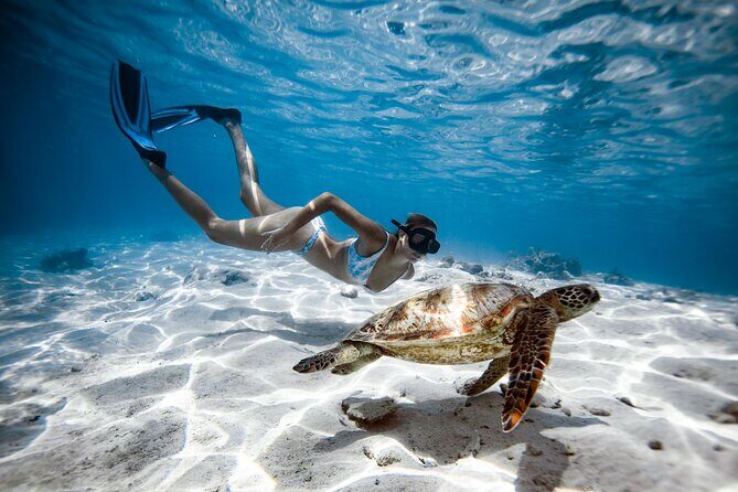 Private Turtle and Ray Tour Rarotonga - Overview of the Experience