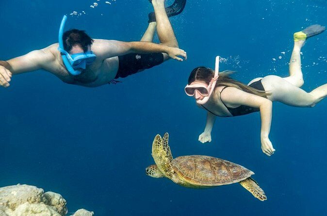 Private Turtle and Ray Tour Rarotonga - FAQ