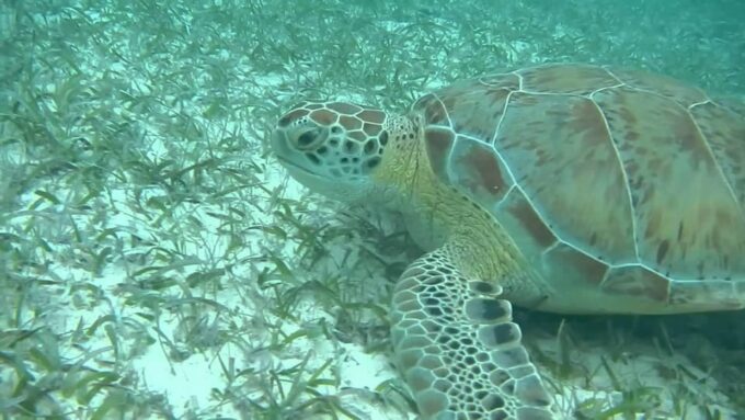 Private Turtle & Cenote Express (Included Transportation) - Snorkeling With Turtles