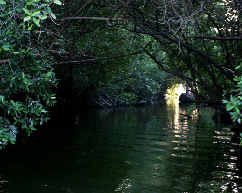 *Private Turtle Hatching 3 Palos Lagoon & Crocs Farm & Lunch - Key Points