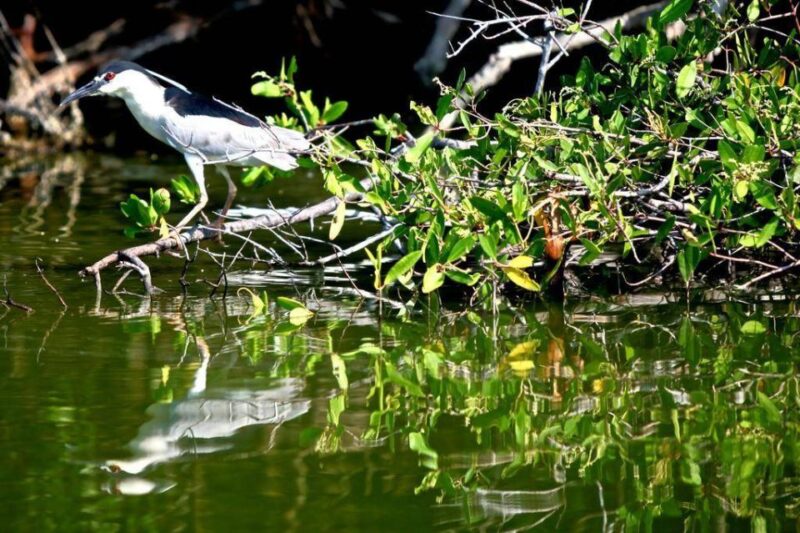 *Private Turtle Hatching 3 Palos Lagoon & Crocs Farm & Lunch - Tour Highlights