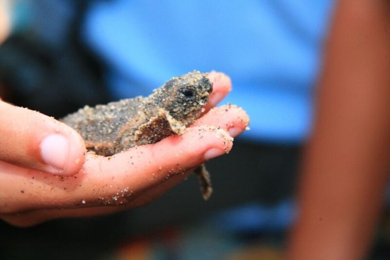 *Private Turtle Hatching 3 Palos Lagoon & Crocs Farm & Lunch - Turtle Conservation Camp
