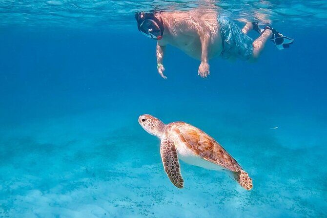 Private Turtle Spotting Snorkeling Excursion in Aruba - Key Points