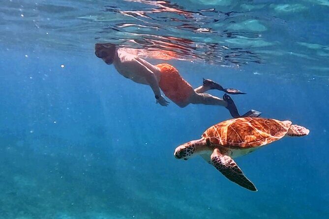 Private Turtle Spotting Snorkeling Excursion in Aruba - Who Will Really Enjoy This Tour?